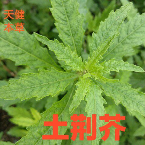 土荆芥中药红泽兰天仙草臭草臭蒿虱子草干货