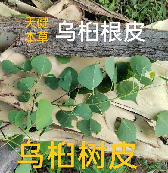 乌桕树皮图片,乌桕树图片(第2页)_大山谷图库