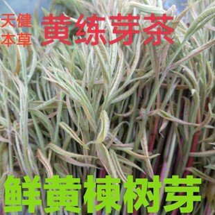 黄练芽中药黄连芽茶黄楝树芽黄连木芽黄楝头叶回甘黄儿茶黄鹂芽