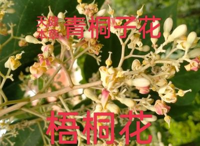 梧桐花中药青桐子花梧桐子青梧桐白皮梧桐根皮梧桐叶梧桐树皮