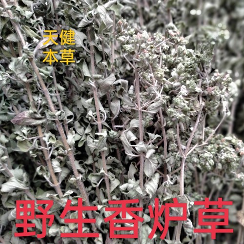野生香炉草茶正宗中药牛至香龙茶香薷草香浓茶山薄荷土茵陈满坡香
