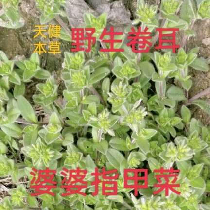 卷耳中药材婆婆指甲菜瓜子草鼠耳菜天青地白铺地黄鹅儿肠鹅不食草