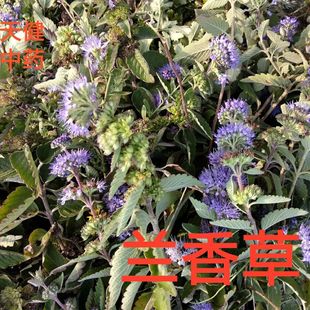 野生兰香草中药材山薄荷茵陈草石母草紫罗球石野仙草血汗草九层塔