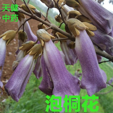 泡桐花中药材紫花泡桐树花泡桐叶桐皮泡桐根皮泡桐树果新鲜阴干