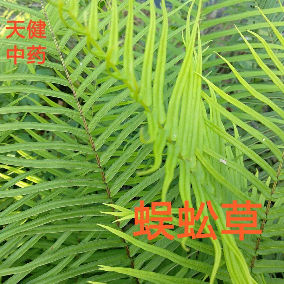 蜈蚣草中药百叶尖小牛肋巴蜈蚣蕨肾蕨贯众狗脊黑舒筋草干货500克