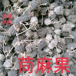 苘麻子果中药苘麻果苘实苎麻子冬葵子青麻子苘麻种子锦子白麻子