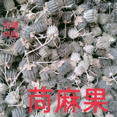 苘麻叶中药材青麻磨盘草野芝麻