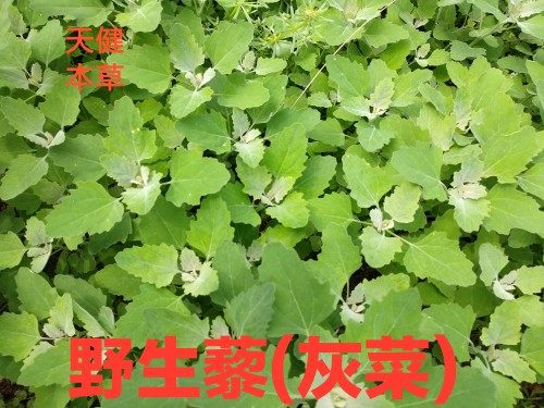藜中药材灰菜灰藋飞扬草灰苋菜灰藜白藜胭脂菜新鲜干货250克包邮
