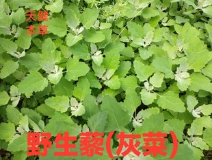 藜中药材灰菜灰藋飞扬草灰苋菜灰藜白藜胭脂菜新鲜干货250克包邮
