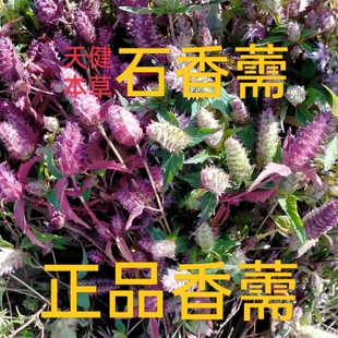 香薷草中药石香薷石香葇华荠苎鱼香草香茹香茅七星剑五香草干货