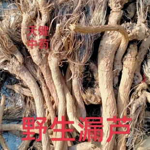 漏芦中药材蓝刺头禹州漏芦狼头花和尚头独花山牛蒡野兰干货