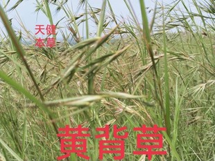 黄背草野生中药材黄背草根黄背茅草糖进肌草金丝茅山红草屈针草