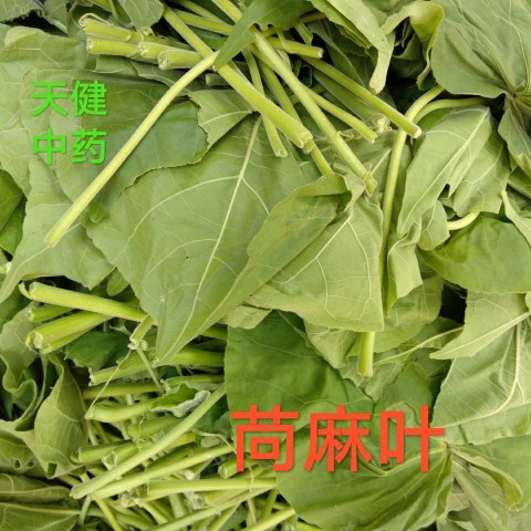 苘麻叶中药材青麻磨盘草野芝麻