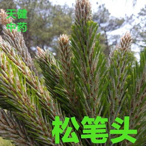 松笔头中药材松叶松树嫩芽松树梢松木笔松树蕊松尖新鲜干货