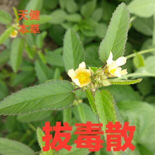 拔毒散中药材白背黄花稔黄花母王不留行小拔毒妈妈多小黄药500克