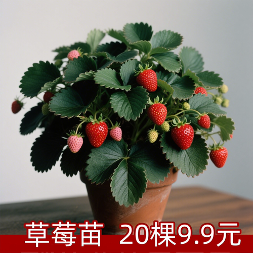 20棵草莓苗四季结果盆栽草莓苗秧99草莓苗奶油草莓苗号白草莓x