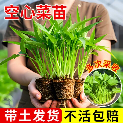 四季空心菜苗带根水培大叶三叉空心菜苗辣椒苗番茄苗茄子苗黄瓜苗