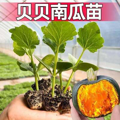 正宗贝贝南瓜苗贝贝南瓜秧苗带土四季盆栽各种苗秧高产香甜蔬菜苗