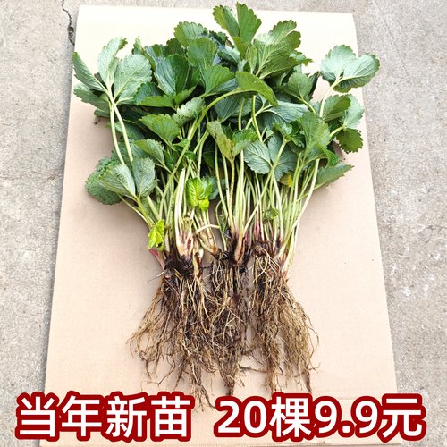 20棵草莓苗四季结果盆栽草莓苗秧99草莓苗奶油草莓苗号白草莓x