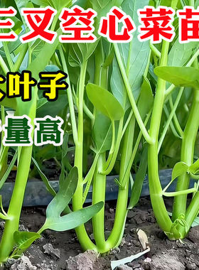 大叶三叉空心菜苗柳叶高产白杆空心菜四季蔬菜苗秧苗带土阳台种子