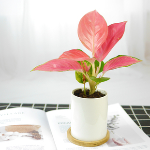 吉利中国红盆栽绿萝黄金葛花卉如意皇后好养办公室书房吸甲醛植物