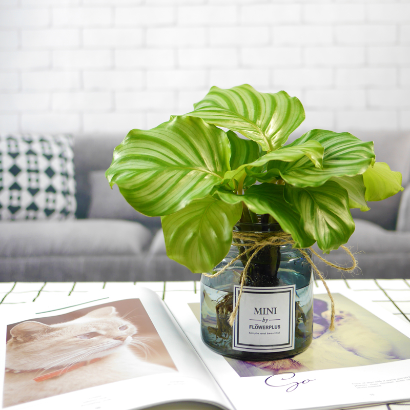 青苹果竹芋办公室除甲醛净化空气