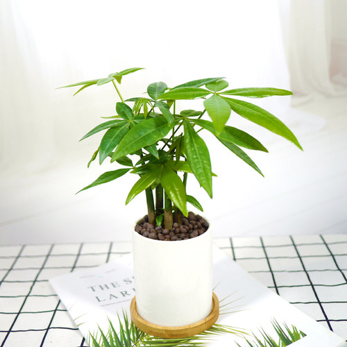 风水植物价格 风水植物图片 星期三 风水植物价格 风水植物图片 星期三