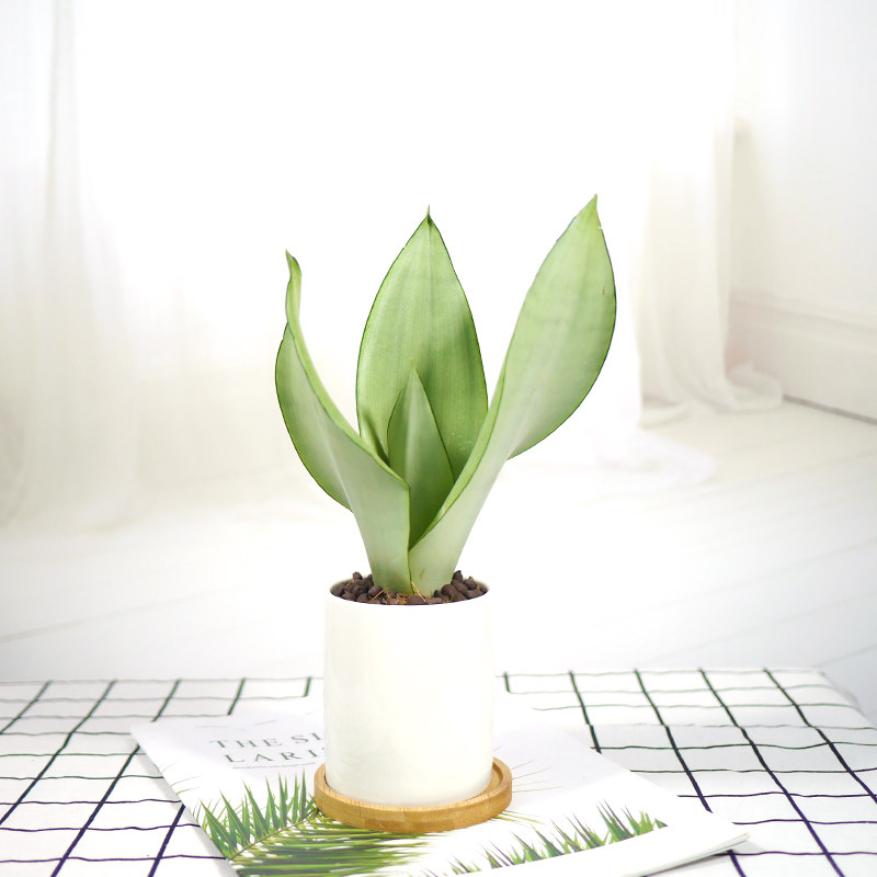 白玉虎皮兰盆栽桌面办公室内植物净化空气客厅轻奢北欧风好养绿植 Green Garden绿色花园 淘优券