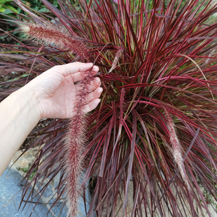 大布尼狼尾草火焰紫穗小兔子狼尾草观叶庭院造景多年生耐晒植物