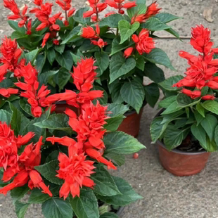 超级一串红盆栽爆仗红盆栽矮杆花苗四季室外好养易活阳台庭院绿植