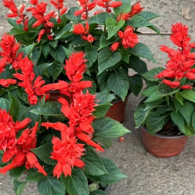 庭院花卉绿植好养易活一串红盆栽