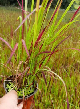 日本血草盆栽水生植物耐热好养活叶片红色易成活净化水质别墅花园