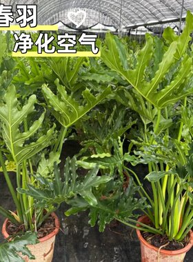 春羽盆栽净化空气观叶水培植物龙鳞春羽苗小天使庭院造景大叶植物
