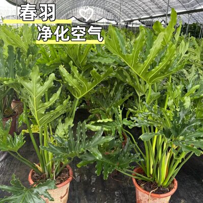 净化空气春羽室外庭院龙鳞小天使