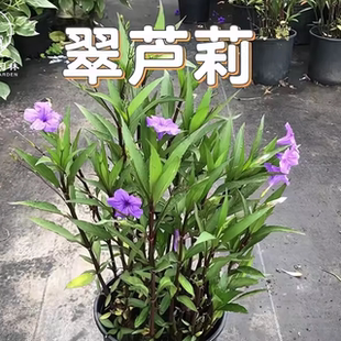 翠芦莉多年生耐旱耐热室外庭院花卉矮生翠芦莉蓝花草翠芦莉花期长