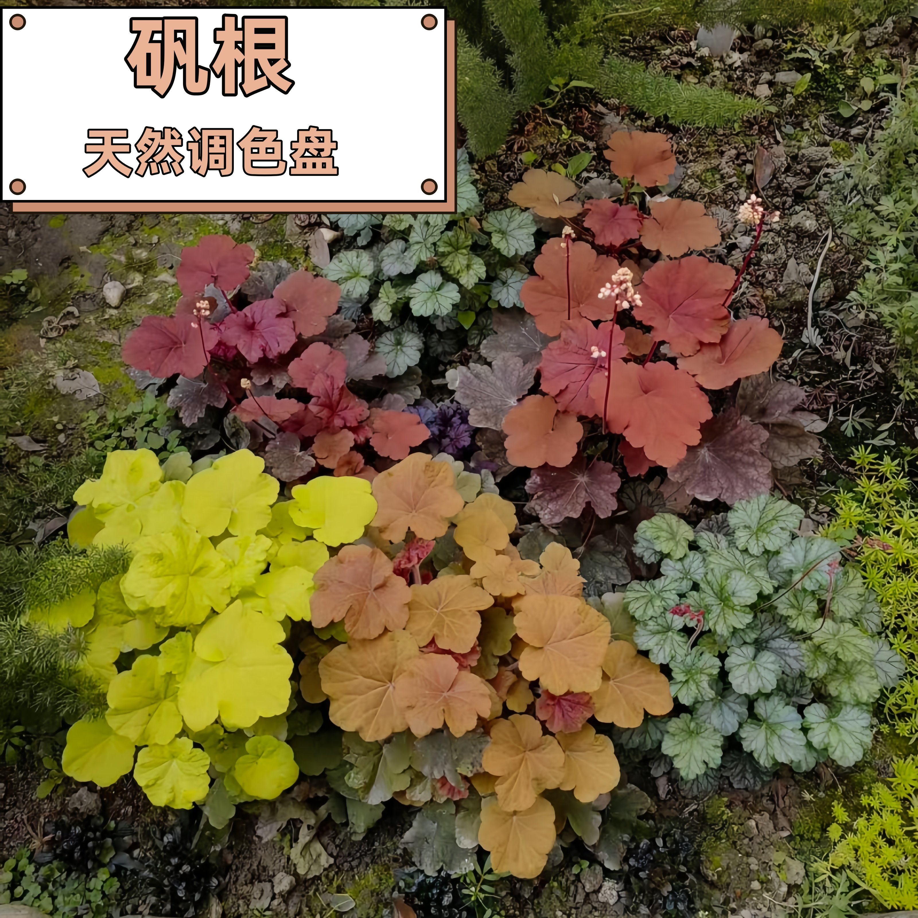 矾根盆栽花卉植物四季常青观叶