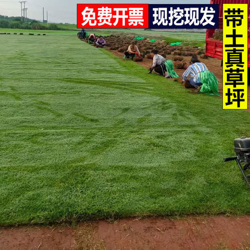 草皮真草坪带泥土别墅花园麦冬草