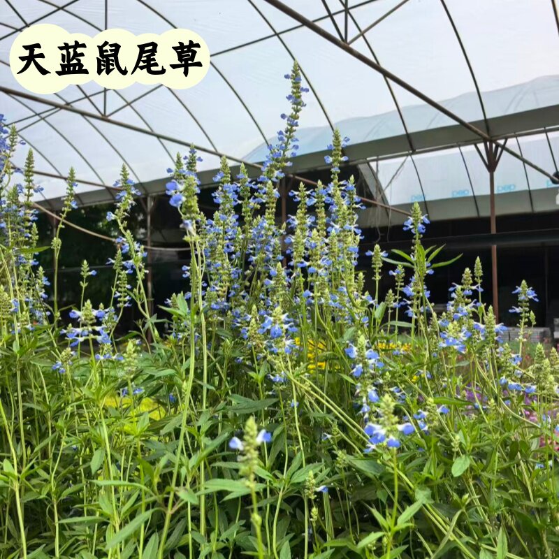 天蓝鼠尾草大苗盆栽芳香驱蚊耐热
