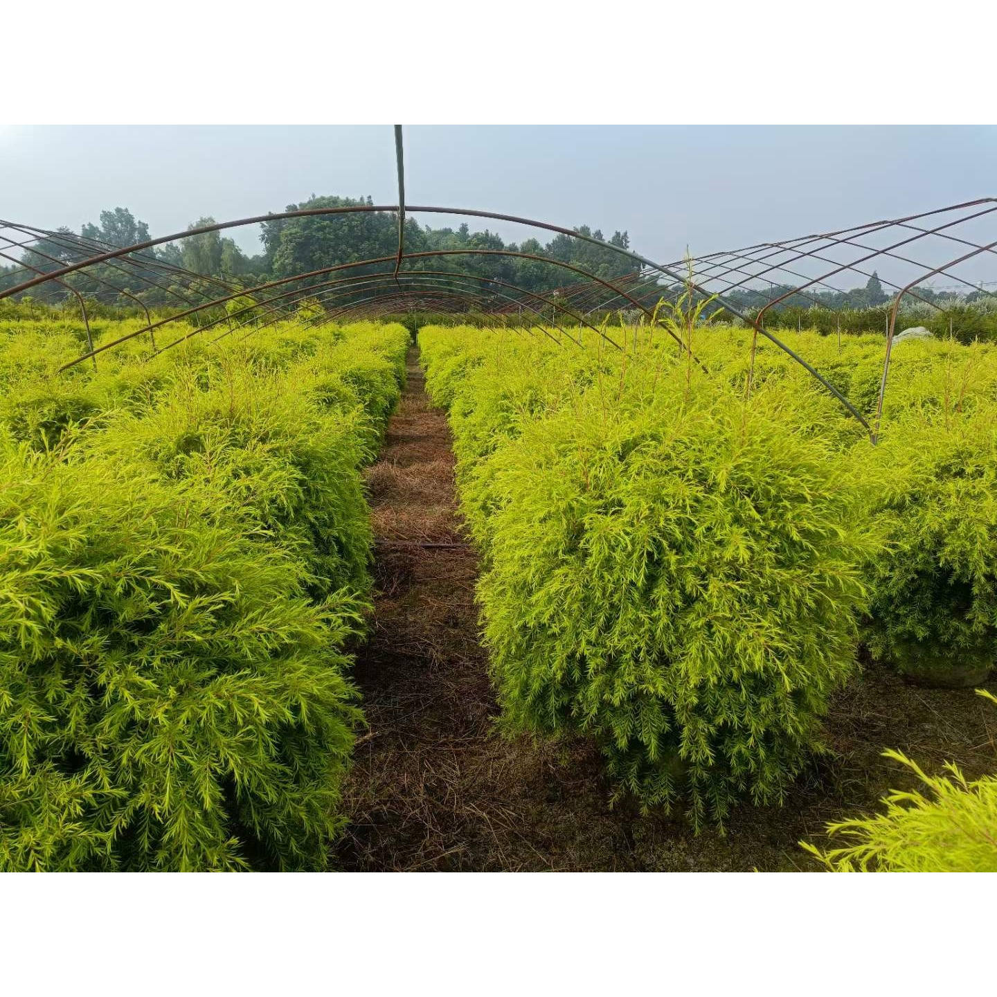 成都常绿植物球形千层金苗