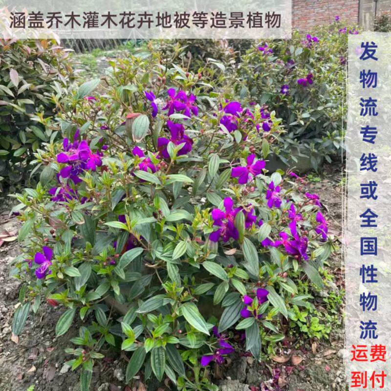 巴西野牡丹紫牡丹花苗盆栽开花阳台庭院好养耐寒耐热花期长