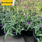 墨西哥蓝鸟蓝霸天蓝樱桃鼠尾草耐旱耐热花坛庭院花境植物盆栽工程