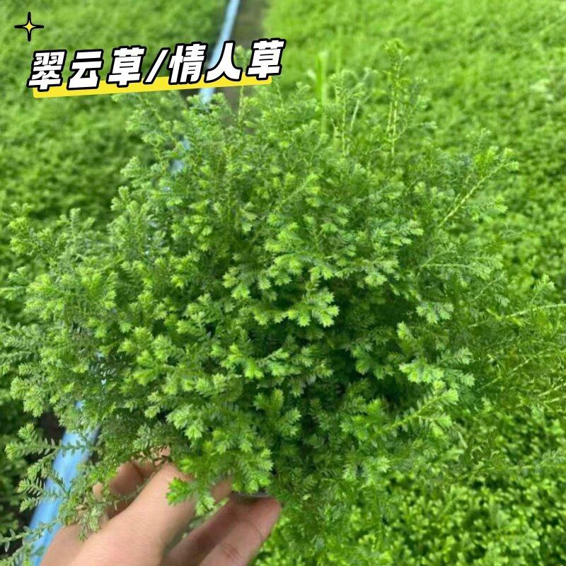 翠云草盆栽情人草铺面草绿植翠云草籽盆栽地被植物室内垂钓微景观