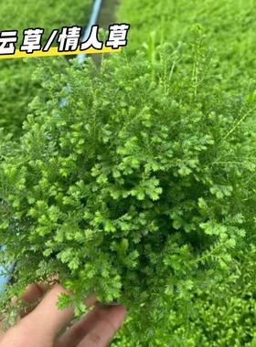 翠云草盆栽地被植物室内垂钓