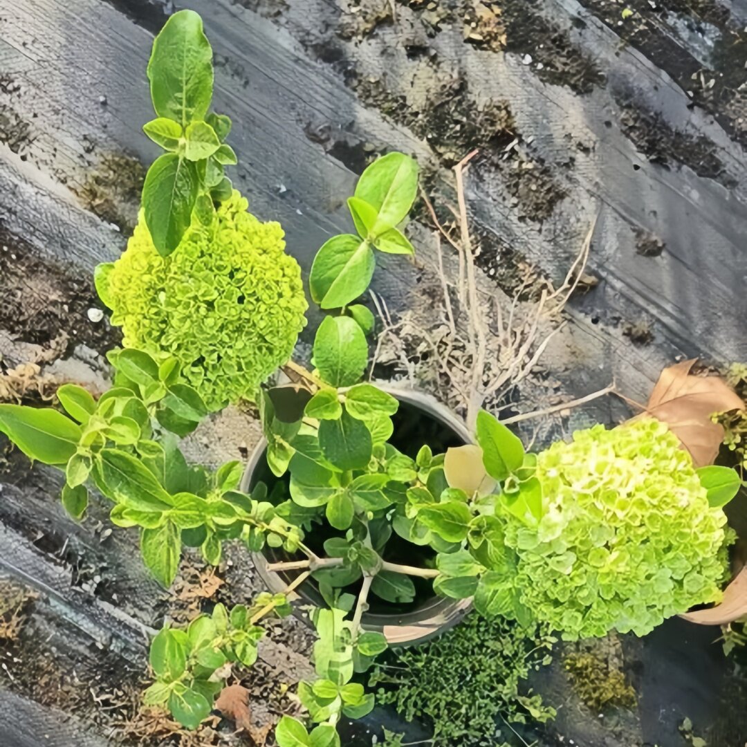 花境植物中华木绣球斗球耐寒花卉盆栽欧洲木绣球树苗绣球花苗
