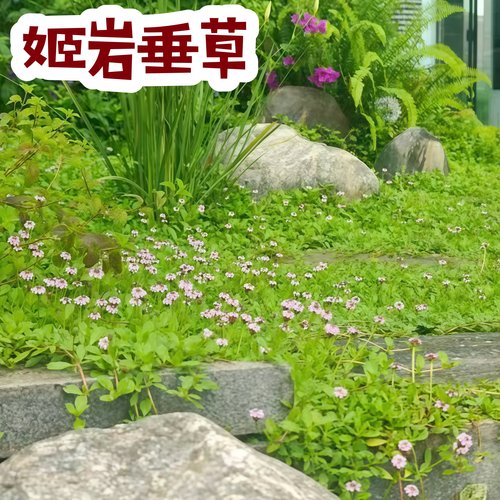 姬岩垂草地被植物易成活