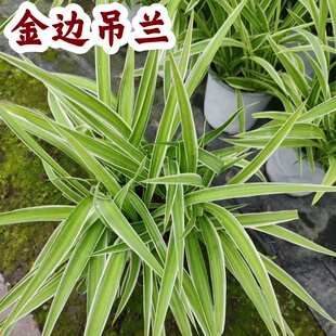 金边吊兰盆栽阳台室内垂吊植物四季常绿绿植观叶植物易成活好养