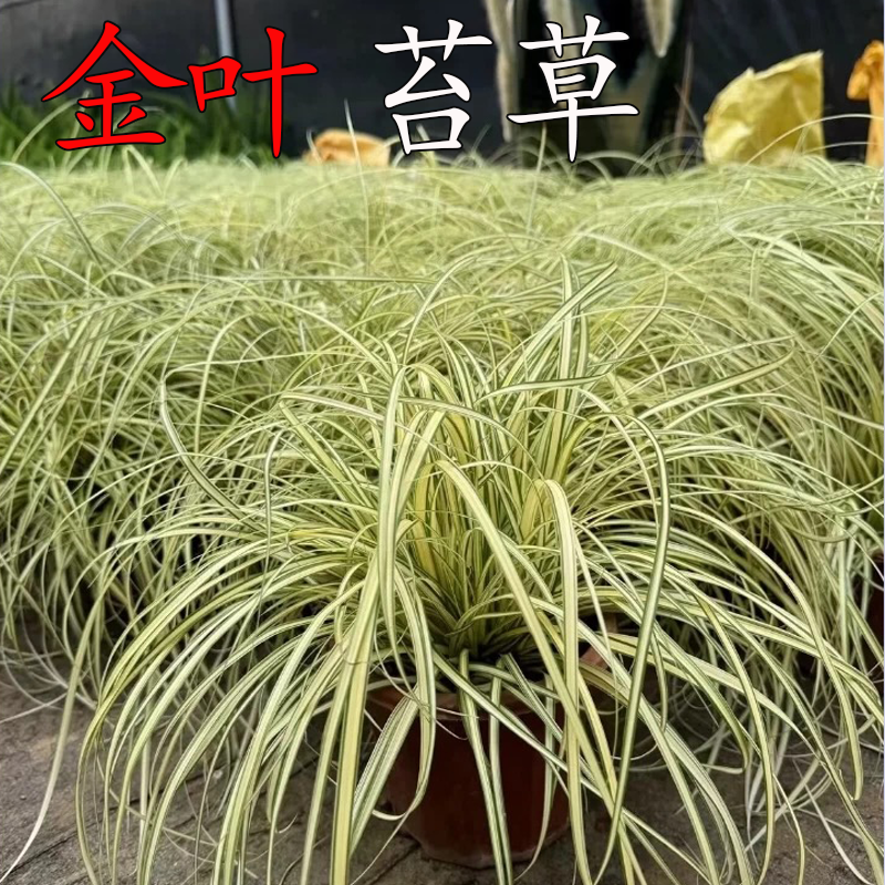 金叶苔草盆栽多年生庭院花镜造景