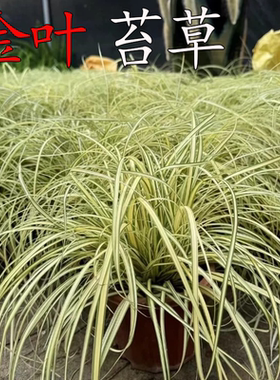 金叶苔草盆栽多年生庭院花镜造景耐寒耐热金丝苔草长绿