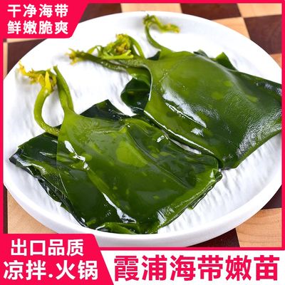 霞浦海带苗嫩非特级非干货新鲜海带芽盐渍嫩苗凉拌菜火锅商用