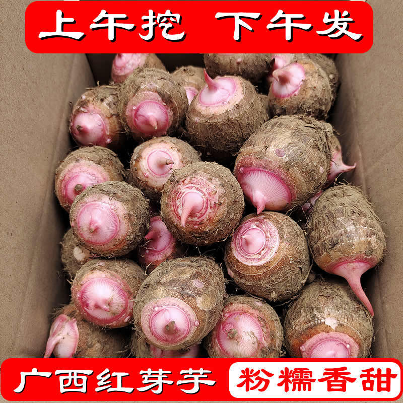 现挖新鲜小香芋新鲜红芽芋